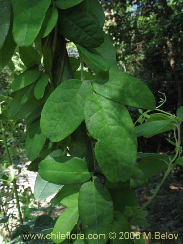 没断定的植物 sp. #2358的照片